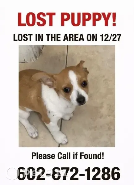 Help Find Billy's Lost Puppy in Avondale - photo