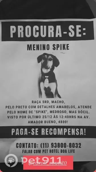 cachorro desaparecida - photo