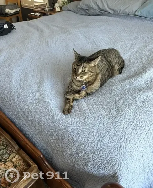 Missing: Friendly Tabby from Chandler - photo