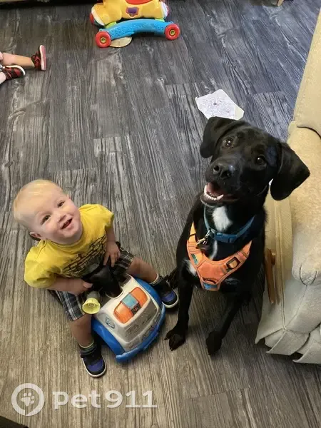 Lost Black Lab Mix: Timid but Sweet! - photo