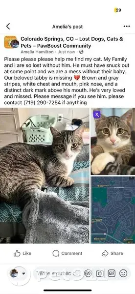 Lost Grey & White Tabby in Petra Heights - photo