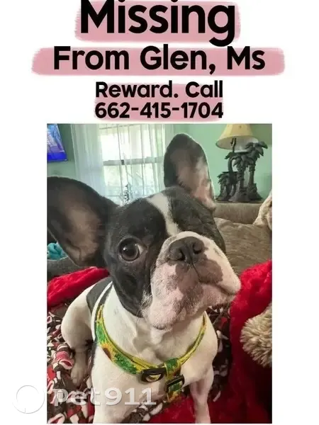 Lost One-Eyed Lilac French Dog - Help! - photo