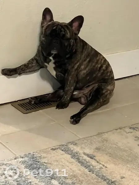 Lost Merle Dog: Cream & Brown in Bethany - photo