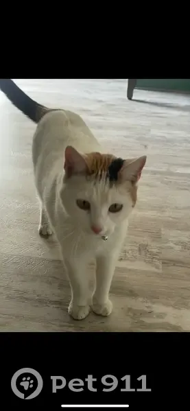 Lost Calico Cat: NW 7th St, OKC - photo