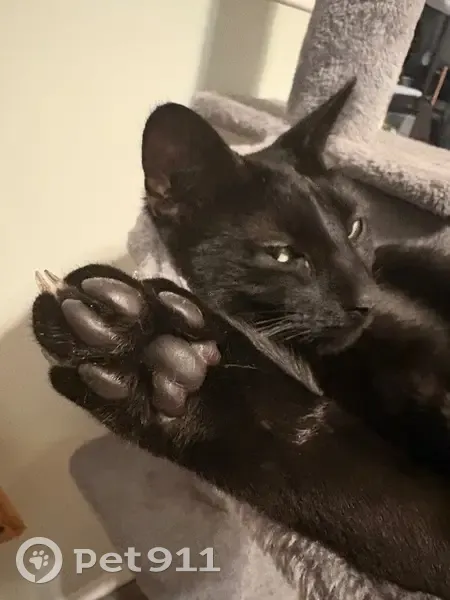 Lost Black Cat with Greenish Eyes on Loch Lommond - photo