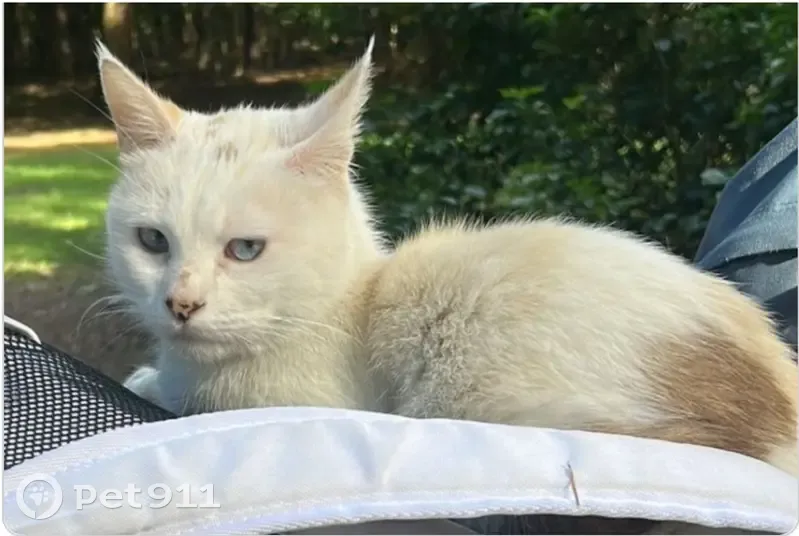 Chatte perdue à Dugny, pelage arlequin - photo