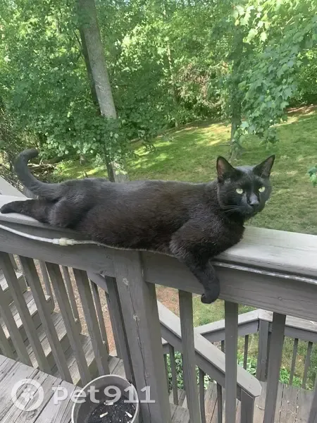 Friendly Black Cat Missing on Staghorn Ln - photo