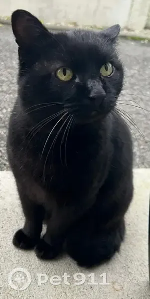 Chat perdu le 27/12 à Gratentour - photo