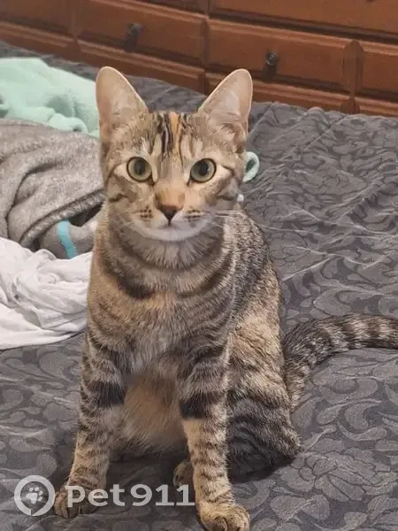 ¡Gata Perdida! Moka, Atigrada con Manchas - photo