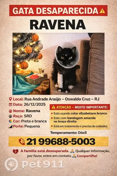 Gato desaparecido - photo