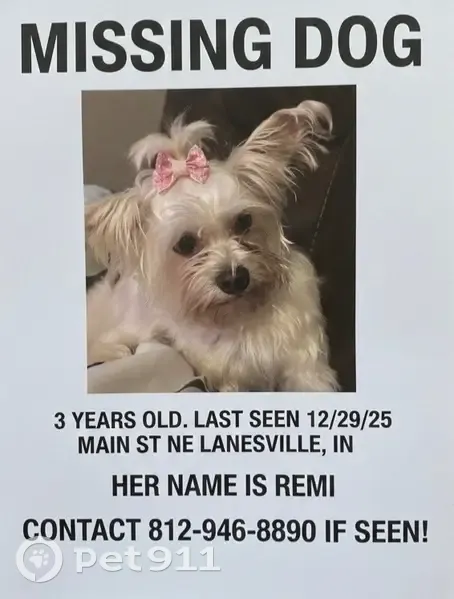 Lost Yorkie Mix: Remi, Main St Lanesville - photo