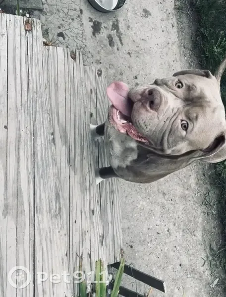 Lost Dog Alert: Silver & Sister Missing - photo