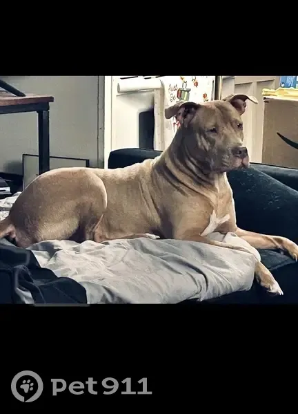 Lost Rednose: Sweet, Cuddly Girl Found! - photo