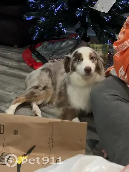 Lost Shy Dog: Cone & Blue Harness - photo