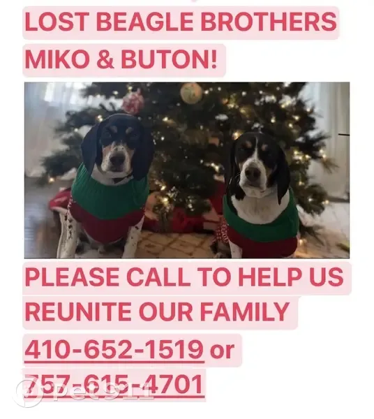 Help Reunite Lost Beagle Brothers! - photo