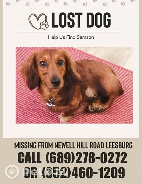 Lost Dog: Samson, Help Find Our Hero! - photo