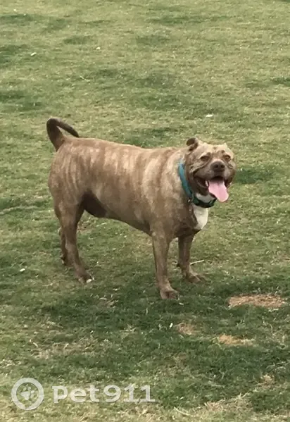 Lost Brindle Dog: N. 64th Dr, Phoenix - photo
