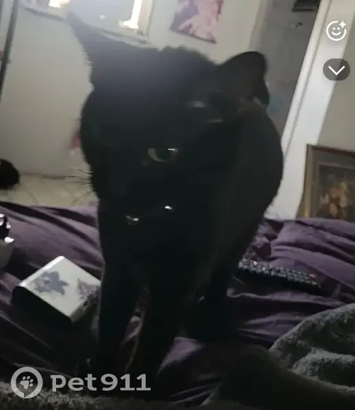 Lost Shy Black Cat on Holman Ave - photo