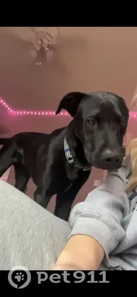 Lost Black Lab in York, SC - Friendly! - photo