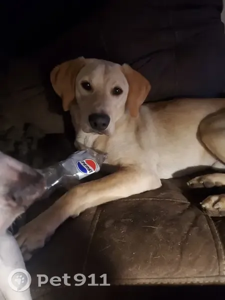 Lost Yellow Lab Mix: Harbison Blvd, Columbia - photo