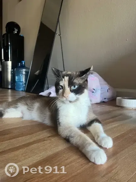 Lost Siamese Cat: Neptune, Ocean Blue Eyes - photo