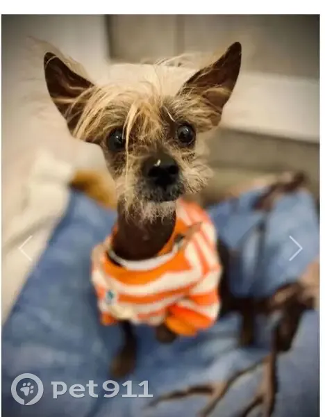 Lost Dog: Georgie in Orange Sweater - photo