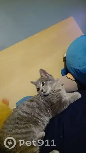 Lost Grey Kitten on Lakewood Drive - photo