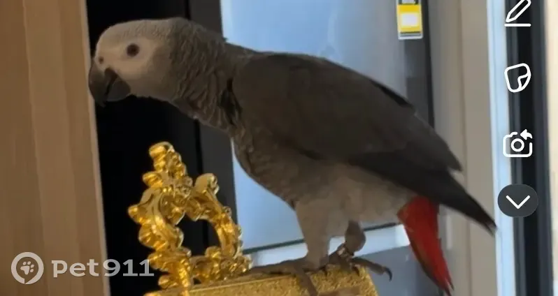 Lost African Grey Parrot: Help Find Pretzel! - photo