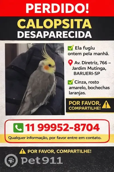 pássaro desaparecida - photo