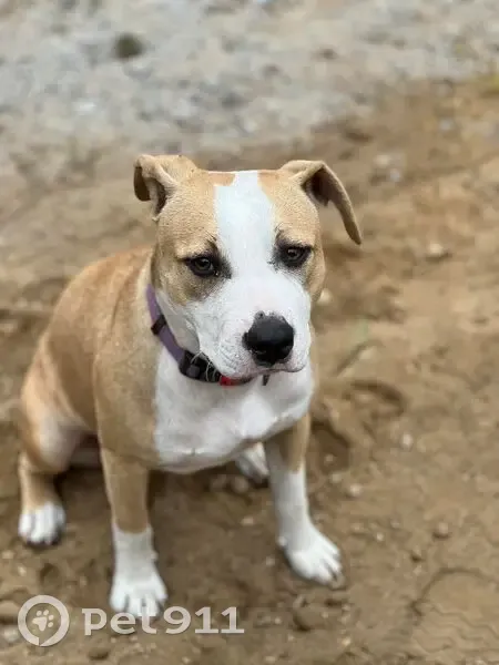 Lost Tan & White Dog: Friendly & Scarred - photo