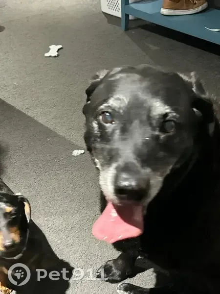 Elderly, Friendly Dog Found in West Tamar - photo