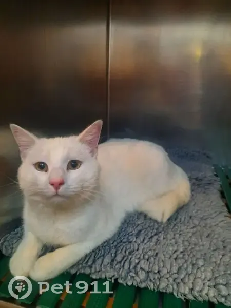 Chat blanc sociable soigné après agression - photo