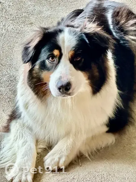 Lost Aussie Shepherd: Black, White & Brown - photo