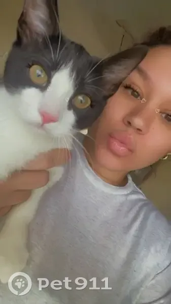 Lost Cat Alert: Dixon St, Warner Robins - photo