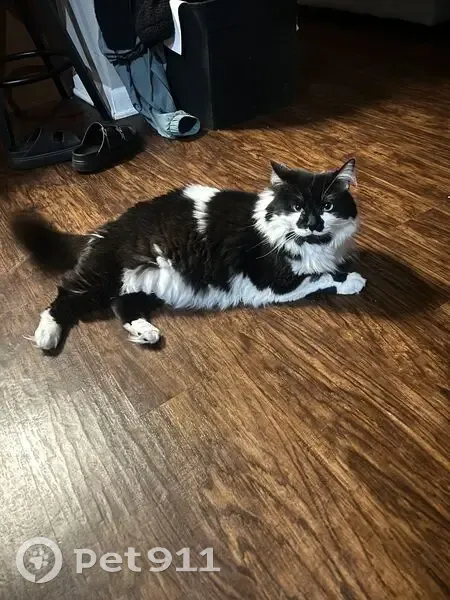 Lost Tuxedo Cat in Mount Prospect! - photo