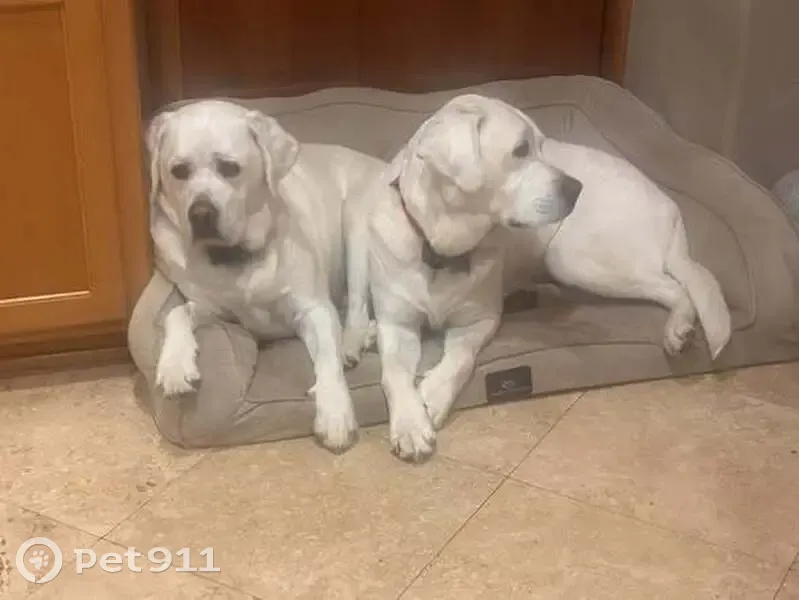 Lost Labradors: Tony & Daisy in WA - photo