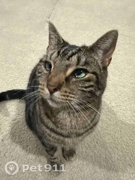 Lost Tabby Ralphie: Help Find Him! - photo
