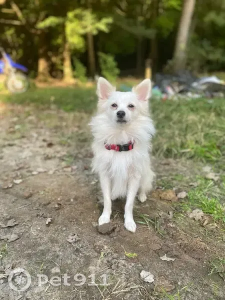 Lost Dog in Lincoln, DE: Grizzly - photo