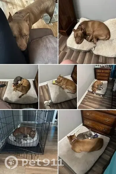 Help Find Hazel & Zena: Lost in Millen, GA - photo