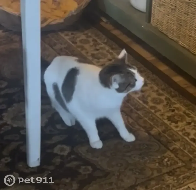 Lost Cat in Pickaway: White & Tabby - photo