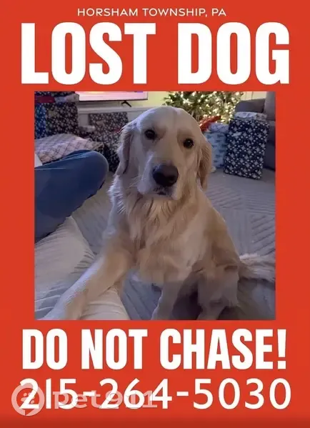 Friendly Lost Dog: Light Golden, Horsham - photo