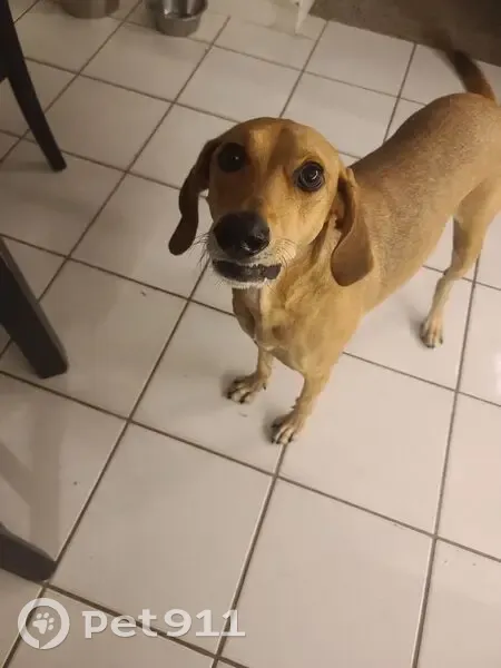 Lost Pointer Mix in Oakland Park, FL - photo