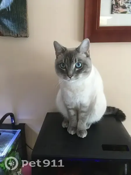 Lost Siamese Cat: Blue Eyes, Newport - photo