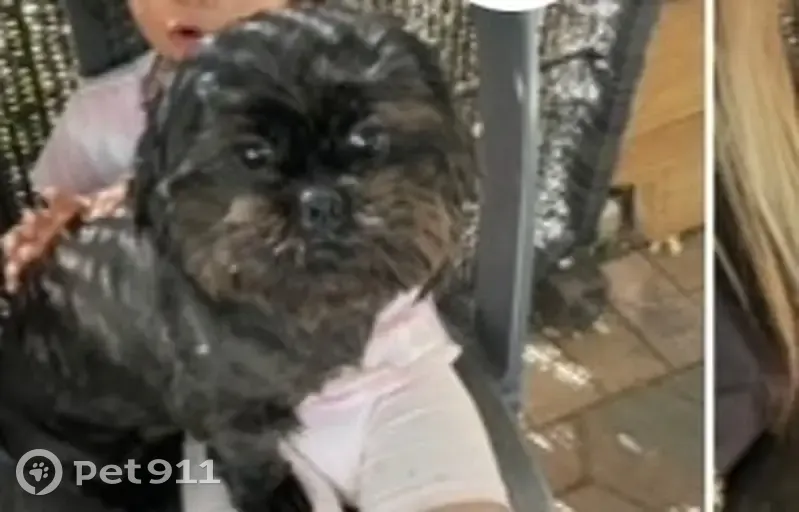 Lost Dog: Friendly Gypsy Missing in Salisbury - photo