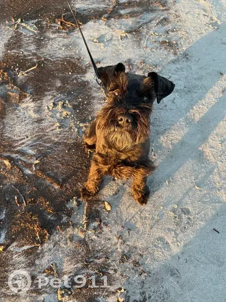 Lost Dog Coco: Blue Coat, Pink Collar - photo