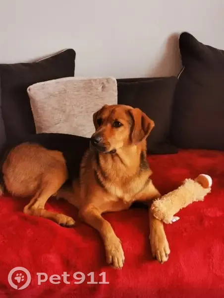 Chien perdu près d'Auchan Pérols - photo