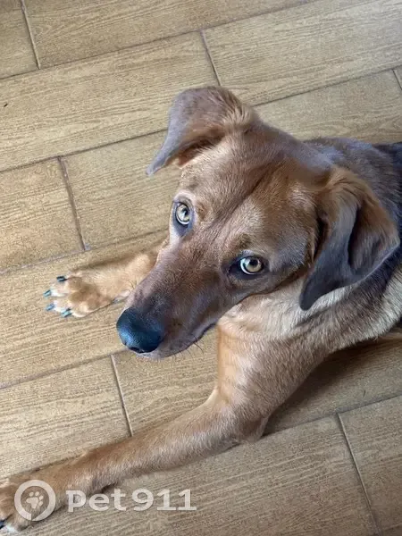 ¡Perro perdido! Labrador/Pastor en Alcorcón - photo