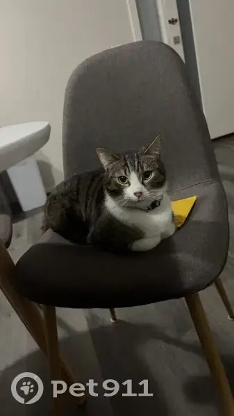 Lost 3-Legged Cat: Ziggy in Hume City - photo