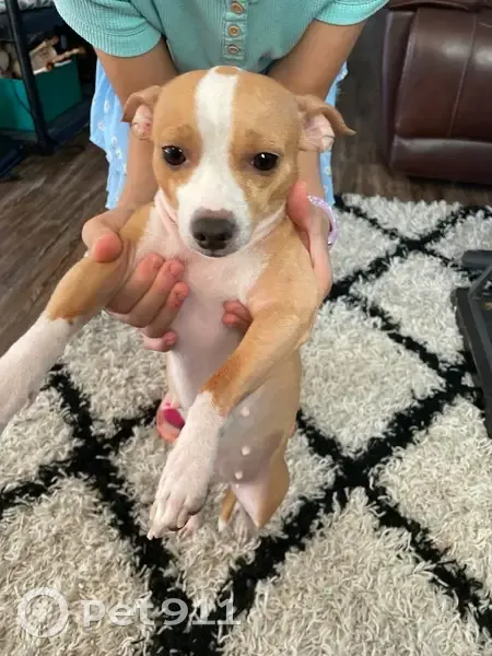 Lost Dog: 2-Tone Fur, Call 346-349-5780 - photo