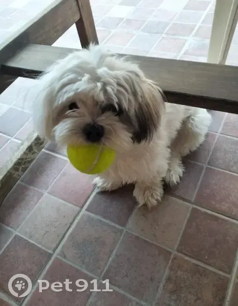 ¡Ayuda! Perdida Lola, Shitzu Blanca en Palma - photo
